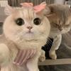 口龙华安珊百货/洗脚猫