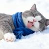 猫毛团子饲养员