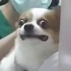 欧米伽