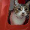 丰仔与流浪猫猫