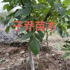 涞水县子乔苗木种植园