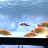 天河水族玻光里