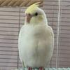 轩轩手养玄凤