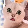 邪恶小咪🐱