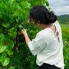 田园植说