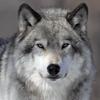 狼性🐺🐺