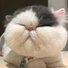 大脸猫🐱