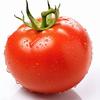小熙红柿🍅