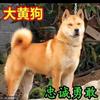 家有田园犬