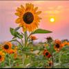 🌻