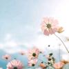 |.Yang尛媛|.🌺