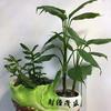 摆渡人