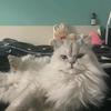 龙猫2540647718