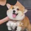 此心昭昭