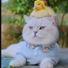 是猫咪吖
