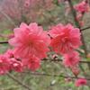 flowers bloom
