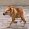 勇敢胖胖