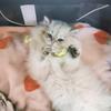 猫总