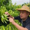 敢哥讲荔枝