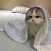 乖小猫
