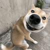 炬哥