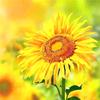o卟荏ご輸🌻