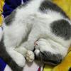 猪兜的乌托邦