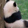 卡卡罗特
