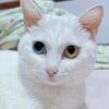 🌈猫姐的猫