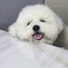 柯淳。