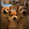 三只旺