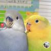 不寻常🦜