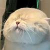 全山的猴子我腚最红