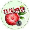 杨梅视界