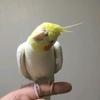 蛋宝