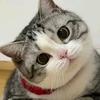 猫也成仙