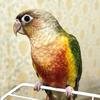 一只小太阳🦜