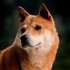 田园犬福仔