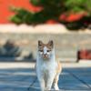 大猫哥（朔州同城领养）