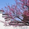 明眸