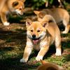 小黄田园犬