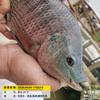 @清溪《海洲》爱播钓鱼人