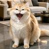 多多是只贪吃猫