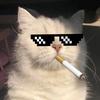 猫meme小剧场