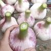 张小5（淮阳大蒜:黄庄代收蔬菜基地）