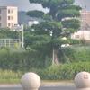 非州狼