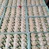 山西手工水饺，馄饨