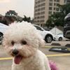 老狐狸