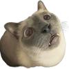 tango是我（互关版🐱）