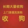 常年收狗邢台狗队长(全国托运)💥